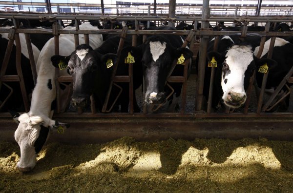 Učinkovito bavljenje stočarstvom podrazumijeva to da farmeri hranu za stoku uzgajaju sami