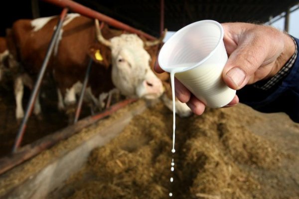 KInezi žele hrvatske mliječne proizvode