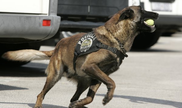 Policijski pas Pik 1