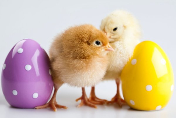 Izlazak pileta iz jaja simbolizira rađanje novog života i uskrsnuće Isusa Krista