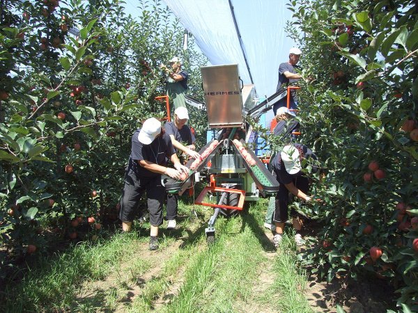 Tijekom berbe u ovom voćnjaku dnevno radi i do 700 sezonaca