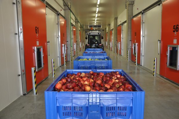 U hladnjači ima prostora za 20.000 tona jabuka koje mogu prezimiti od berbe do berbe