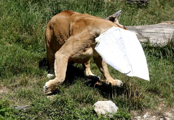 Zagrebački zoološki vrt proslavio 92. rođendan