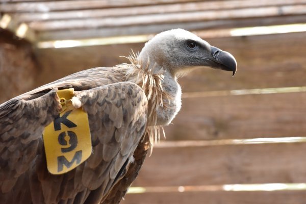 U kanjonu Čikole vraćen je u prirodu bjeloglavi sup