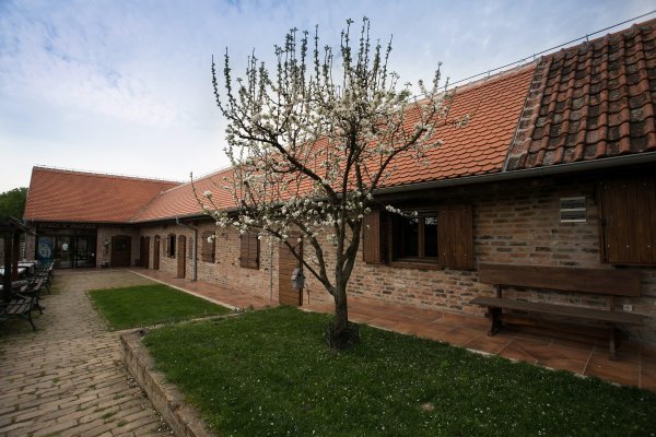 belje_vinogradi4-140414