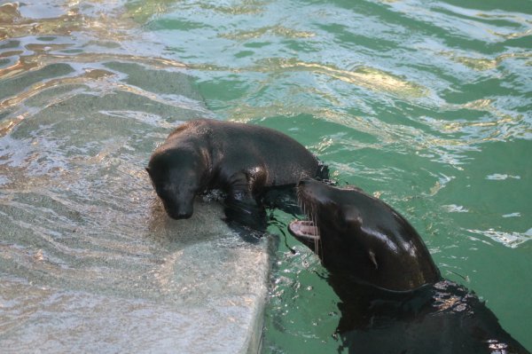 Morski lavić s mamom