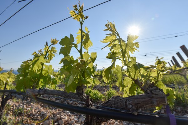 Mnogo truda potrebno je za uzgoj vinograda, a jedno nevrijeme u stanju je uništiti cijeli urod