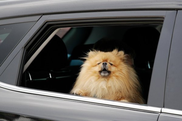 Kolona vozila pred naplatnom postajom Lučko