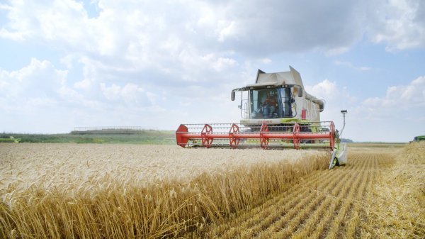 Završena žetva s rekordnim prinosima u Belju