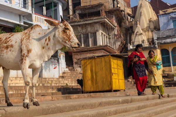 Za indijske hinduiste krave su svete, ali dolaskom na vlast premijera Narendra Modija postale su još svetije