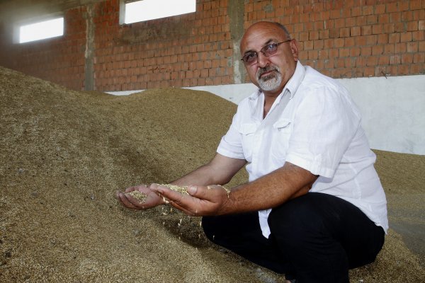 Petar Pranjić oprašta se od obične i okreće se isplativijoj sorti pšenice, durumu 