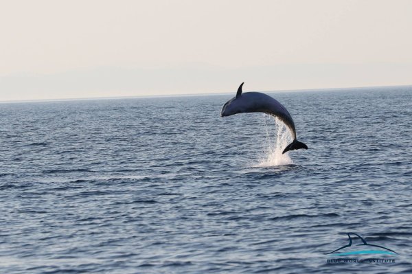 Dupini u cresko - lošinjskom akvatoriju