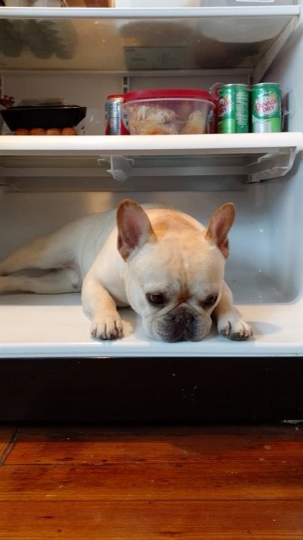 Francuski buldog Elvis 1