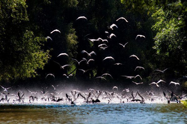 'Frka', prvo jutarnje uzletanje kormorana u Kopačkom Ritu