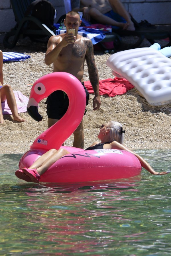 Flamingo na plaži