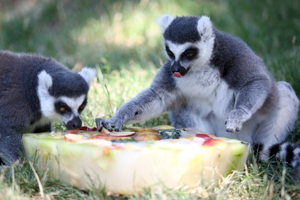 Rashlađivanje životinja u zagrebačkom ZOO-u