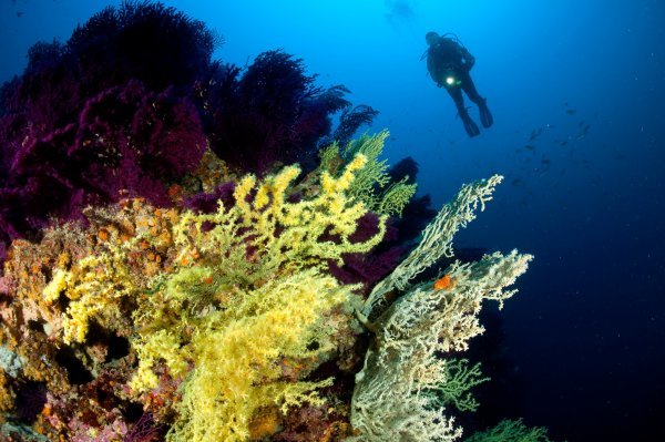 Jadranski koralji