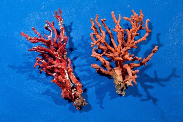 Crveni koralj izuzetno je ranjiv na promjene temperature mora 