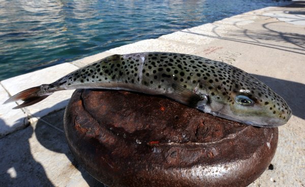 U Jadran su počele dolaziti i tropske vrste riba, kao što je fugu (ili napuhača) Lagocephalus sceleratus, koja je izrazito otrovna