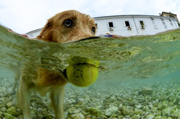 Humanitarna akcija Morski pas