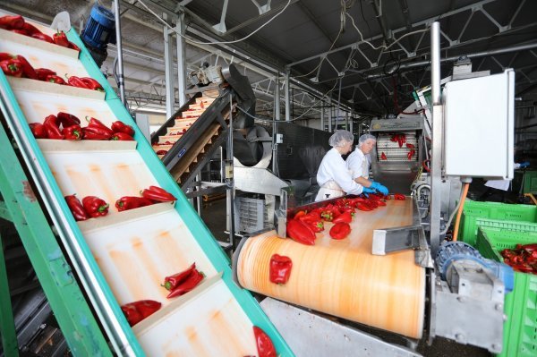 Podravka proizvodnja paprike