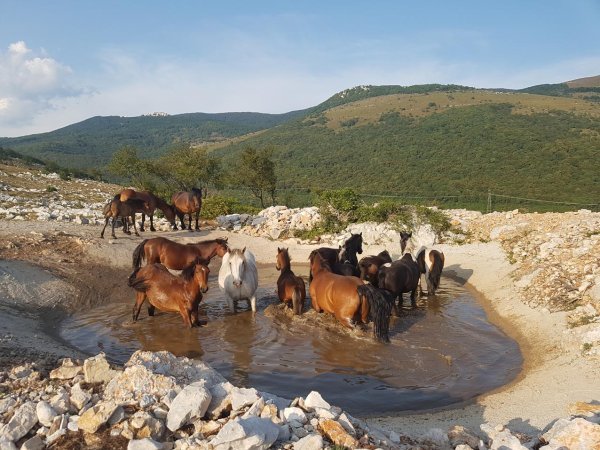 Divlji konji Vinodol