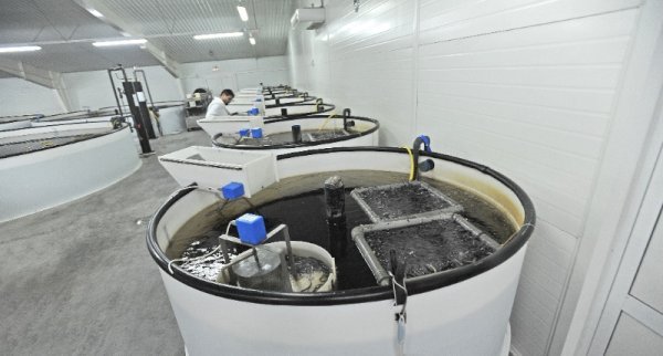 Uzgoj jegulja u Ribnjačarstvu Poljana