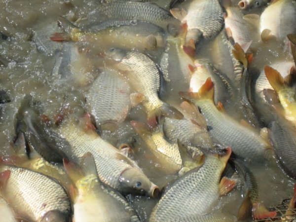 Ribolov u Ribnjačarstvu Poljana