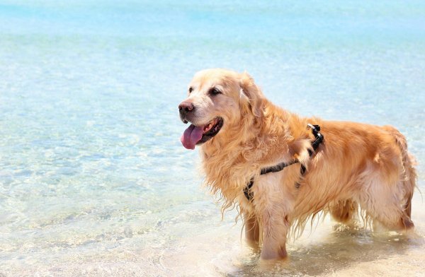 Labrador retriver