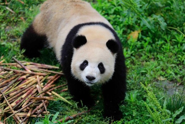 Meng Meng u zatočenitvu u Kini