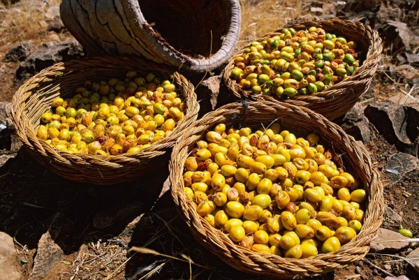 Proizvodnja arganovog ulja u Maroku