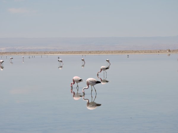 Fatamorgana u pustinji