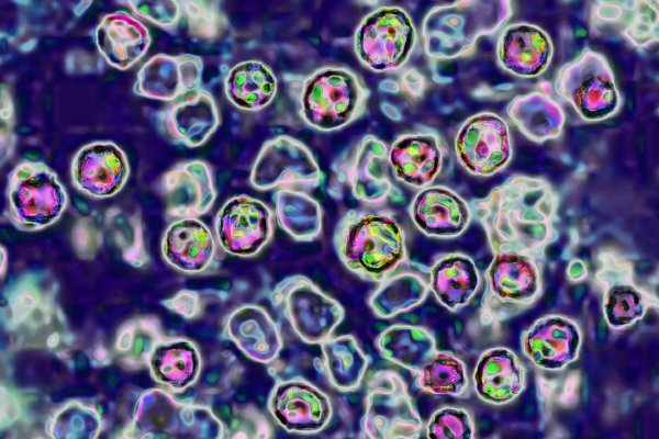 Mikroskopski prikaz virusa ospica