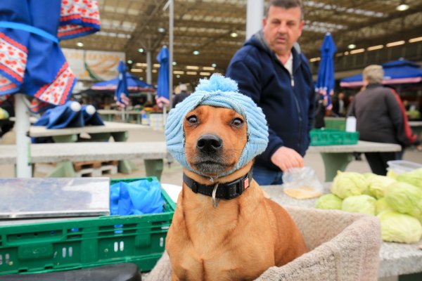 Roko i njegova kapica