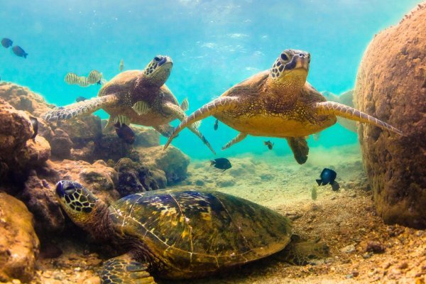 Zelene morske kornjače mogle bi ostati bez mužjaka