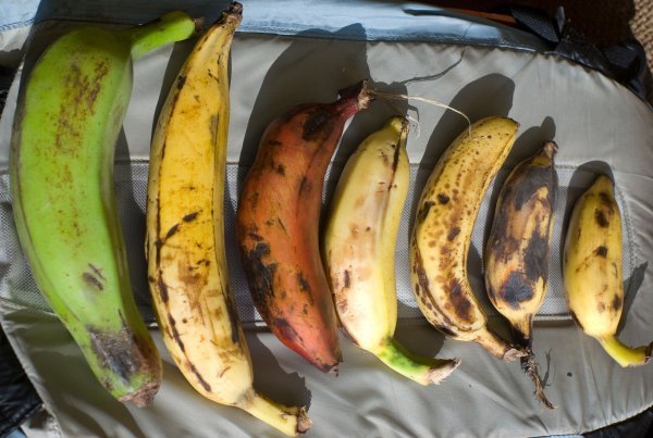 Sedam sorta banana
