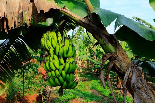 Plantaža banana u Vijetnamu