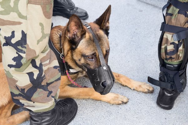 Španjolska policija