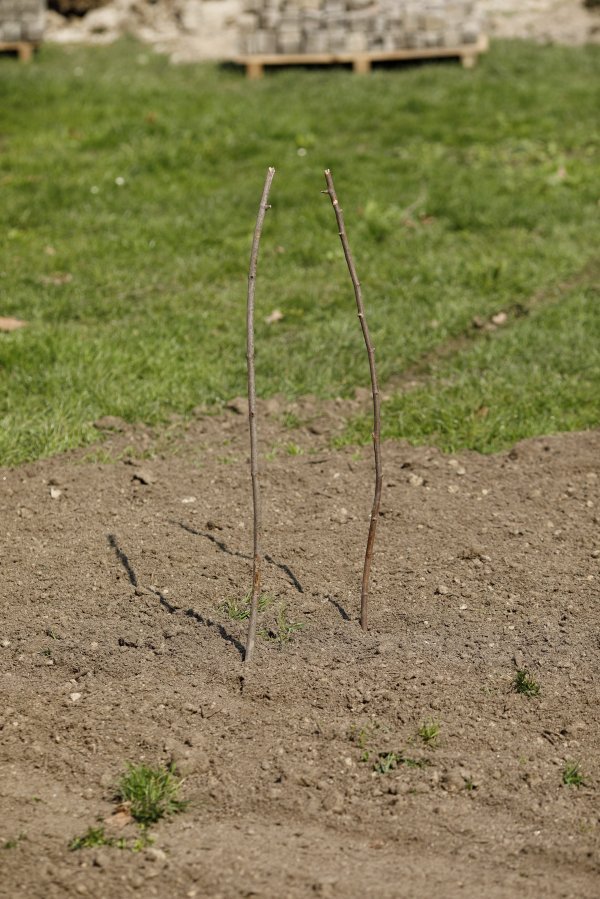 Nakon negodovanja građana zbog rušenja magnolije, posađena je nova