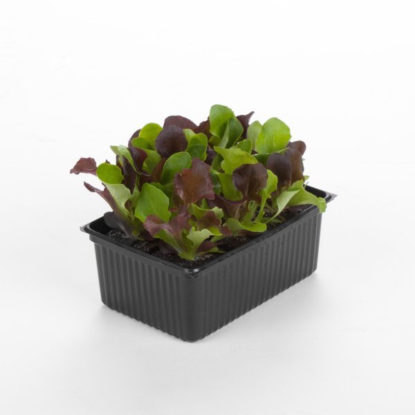 Presadnica salata BABY LEAF