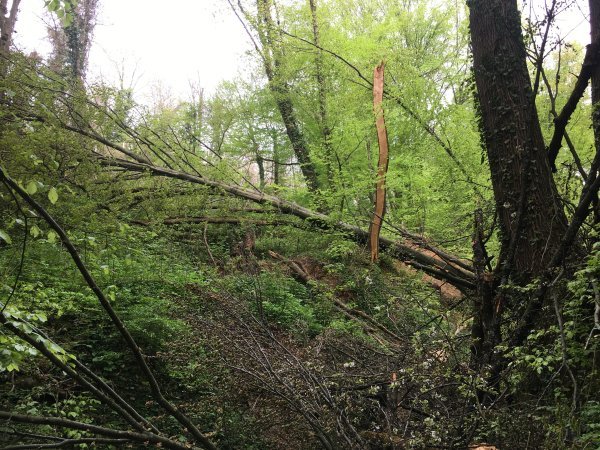 Srušena stabla na Jelenovcu