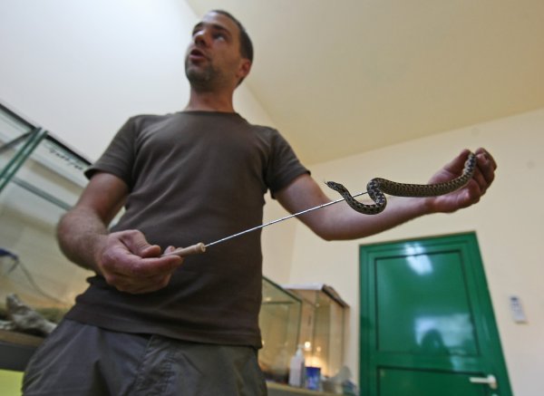 Hrvatske otrovne zmije