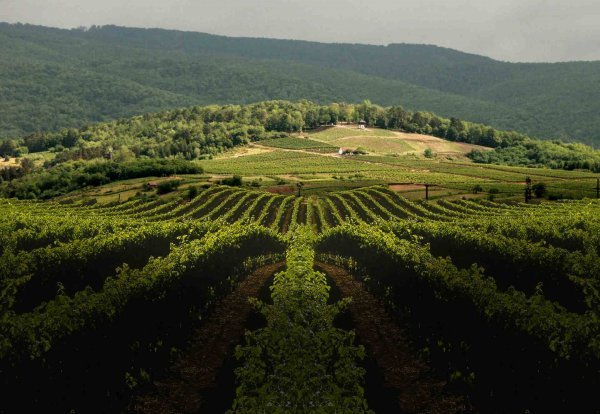 Kutjevačko vinogorje prošloga vikenda pogodio je hladni val koji je Krndiju i Papuk zabijelio s oko 30 centimetara snijega