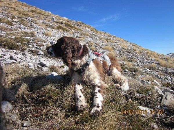 Potražni psi HGSS-a