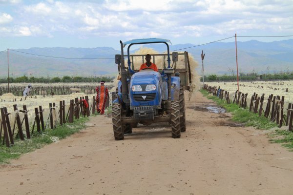 Zajednička kinesko-tanzanijska farma na kojoj se uzgaja sisal. Farmu je 2000. godine pokrenula kompanija China-Africa Agriculture Investment Co. Ltd, a zahvaljujući njoj otvoreno je oko 10.000 radnih mjesta u Tanzaniji