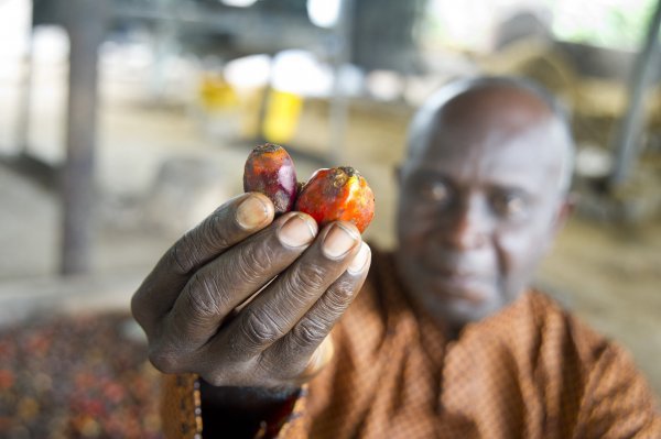 Palmino ulje se proizvodi i u Nigeriji, no glavni proizvođači su Indonezija i Malezija