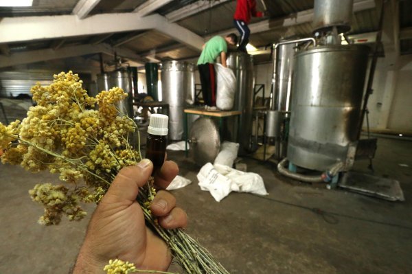 Smilje i ulje nakon prerade