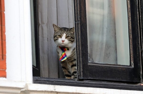 Mačak je rijetko društvo Assangeu i glavna atrakcija na prozoru njegova trenutačnog boravišta