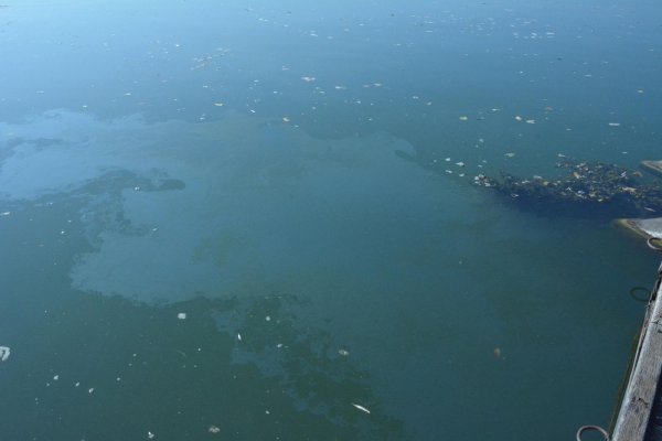 Naftna mrlja na Savi kod Slavonskog Broda