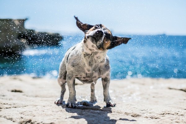 Carmelo i njegov psić Titti